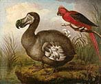 Dodo and Red Parakeet